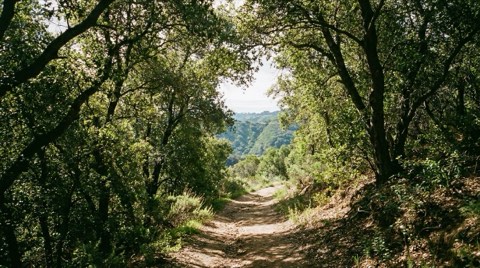 A quiet hiking trail through coastal live oak trees in the hillside canyons above Bel Air