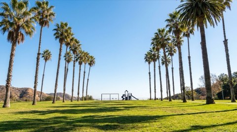 A sunny neighborhood park with palm trees, a grassy lawn, and a distant playground structure under a clear blue sky