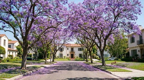 A blooming purple jacaranda tree over a quiet upscale residential street in spring