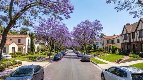 A Los Feliz hillside street lined with blooming purple jacaranda trees in spring