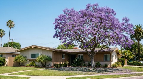 A Mar Vista ranch home with a blooming jacaranda tree in the front yard in spring
