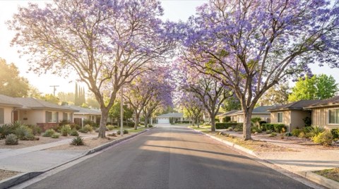 A quiet flatland residential street in Studio City with blossoming trees in spring morning light
