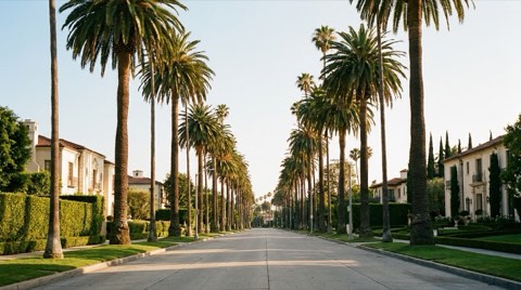 Palm-lined Beverly Hills boulevard with manicured hedges at golden hour