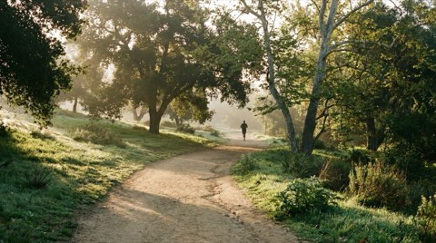 A green park path near Beverlywood beneath mature shade trees in soft early morning light