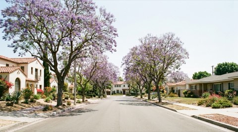 A quiet residential street with traditional homes and mature jacaranda trees at midday
