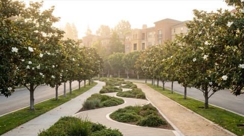 A landscaped median walking path along a wide boulevard lined with mature magnolia trees