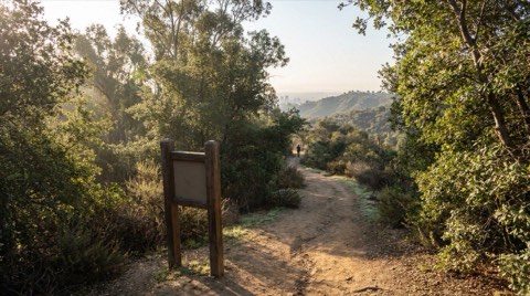 A dirt hiking trail through dense canyon greenery in the Hollywood Hills in soft morning light, with chaparral brush and a distant hazy ridgeline view
