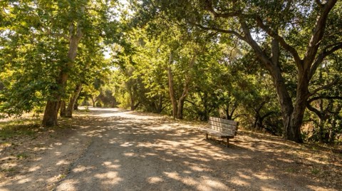 A green park pathway lined with mature trees and a wooden bench in dappled morning sunlight