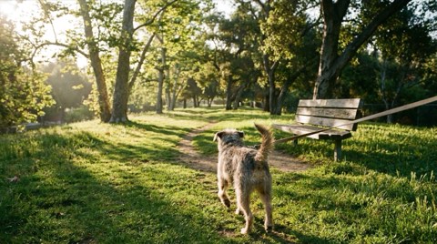 A leashed dog walking down a grassy park path near Beverlywood in morning light