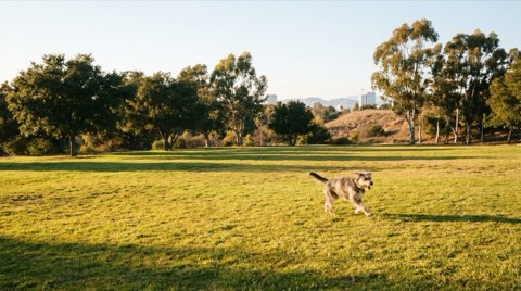 An open dog park area in Culver City, reflecting the pet-friendly community.