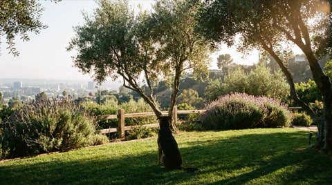 A dog seen from behind sitting in a fenced hillside garden, looking out toward a hazy city view on a sunny afternoon