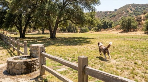 A grassy dog park at the edge of Griffith Park near Los Feliz with a dog seen from behind under oak trees