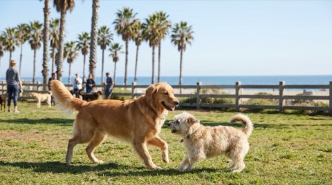 Two dogs playing together on green grass at a sunny Santa Monica dog park with palm trees in the background