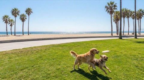 Two dogs playing off-leash in a park near the Venice beach boardwalk