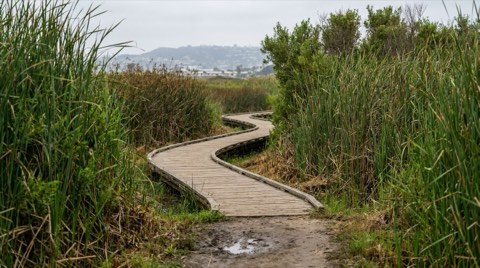A wooden boardwalk trail winding through marsh reeds and native wetland greenery under soft natural light.