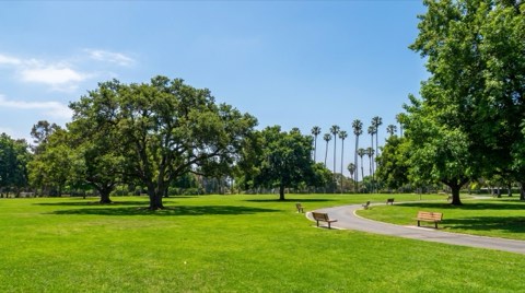 A sunny green park with an expansive open lawn, mature shade trees, and a curving paved walking path under a clear blue sky