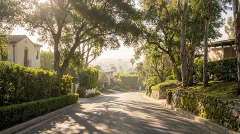 A quiet, tree-lined hillside street in Hollywood Hills on a sunny morning, with mature trees, dappled shade, and low stone retaining walls in front of homes glimpsed through greenery