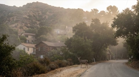 A misty dawn scene on a narrow winding canyon road in Hollywood Hills with dense greenery, hillside homes, and a deer standing near the roadside brush