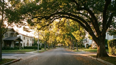 A lush tree canopy arching over a residential street at golden hour with warm light filtering through the leaves